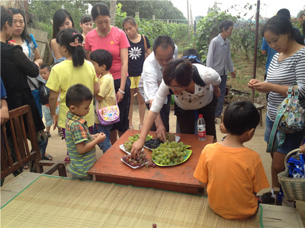 2014年8月份“采摘葡萄”活动